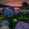 夕暮れ紫陽花