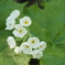 蝶が岳の植物　サンカヨウ