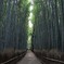 嵯峨野竹林