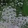 水滴の紫陽花