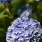 紫陽花