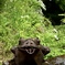 蛙