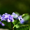 野見金公園の紫陽花 9