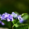 野見金公園の紫陽花 9
