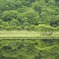 新緑の覚満淵