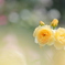 黄色い薔薇
