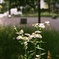 小さな花火