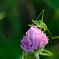 町内花散歩132