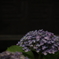 花　その239