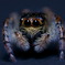 Jumping Spider