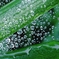 水玉4