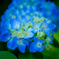 DSC_0705photo