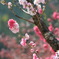 花桃