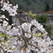 飛騨の桜