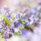 紫陽花の夢