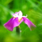 薬師池公園の菖蒲
