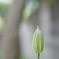 蕾