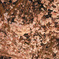 夜桜