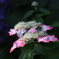 紫陽花