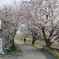桜の刻