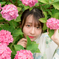 紫陽花