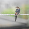 雨の中のコシアカさん