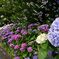 紫陽花シャボン玉