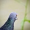 鳩の目
