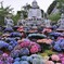 壷阪寺の紫陽花
