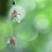 一夜の花