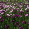 花菖蒲３