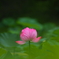 薬師池公園の蓮