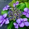 初見の紫陽花