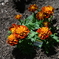 Marigold Flower(マリーゴールドの花`)
