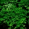 Green leaves 