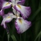 花菖蒲