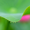雫