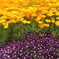 Yellow&Purple