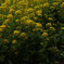 菜の花・・・悲しい花