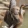天王寺動物園   鳥