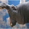 Hippo in the Sky