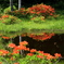 高原に咲くレンゲツツジ②