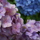 紫陽花