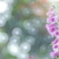 「Digitalis」