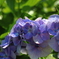 わたしの好きな紫陽花