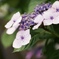 紫陽花ロード 03
