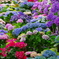 長谷寺の紫陽花⑤