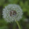 たくさんの花の集合体って知らなかった