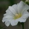 庭に咲く花54「タチアオイー４」