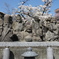 '230328 七福神と桜 (四天王寺庚申堂)